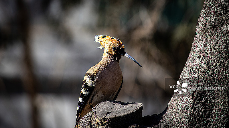 鸟栖息在树干上图片素材