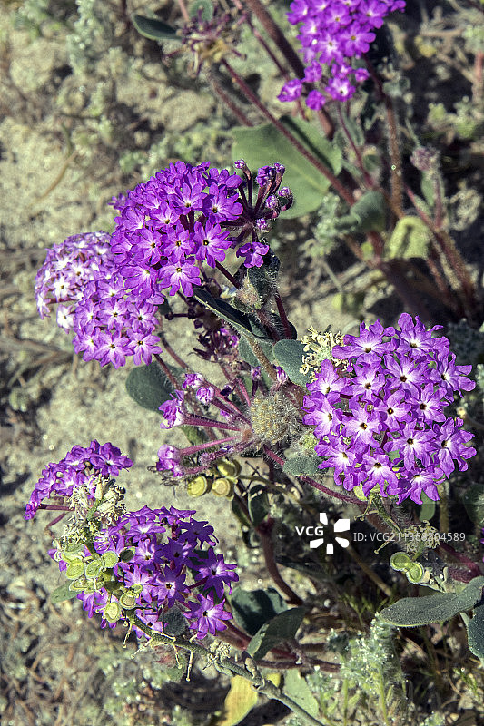 生长在沙丘上的沙漠沙马鞭草图片素材