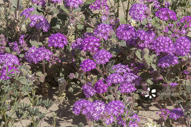 生长在沙丘上的沙漠沙马鞭草图片素材
