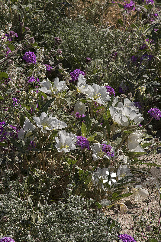沙丘上的月见草和沙漠马鞭草图片素材
