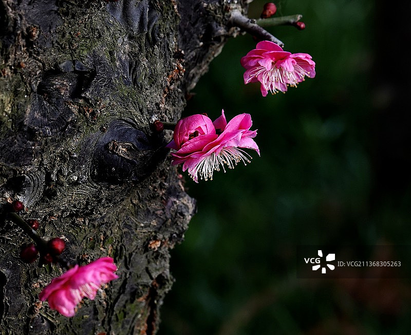 老树新芽图片素材