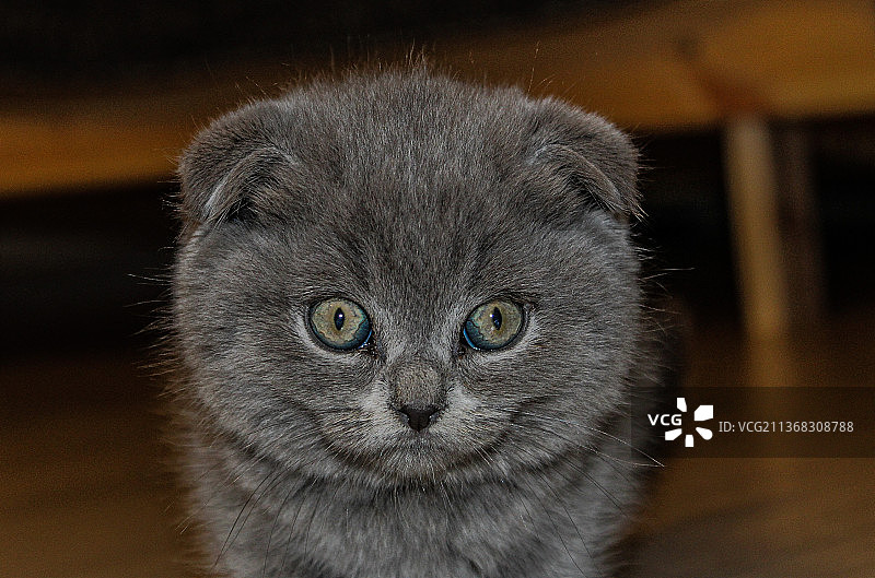 幼年苏格兰折耳猫特写肖像图片素材