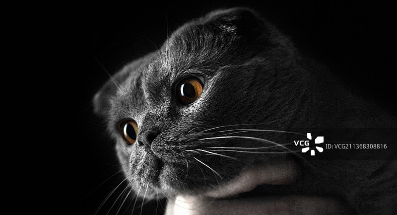 黑色背景下的猫特写图片素材