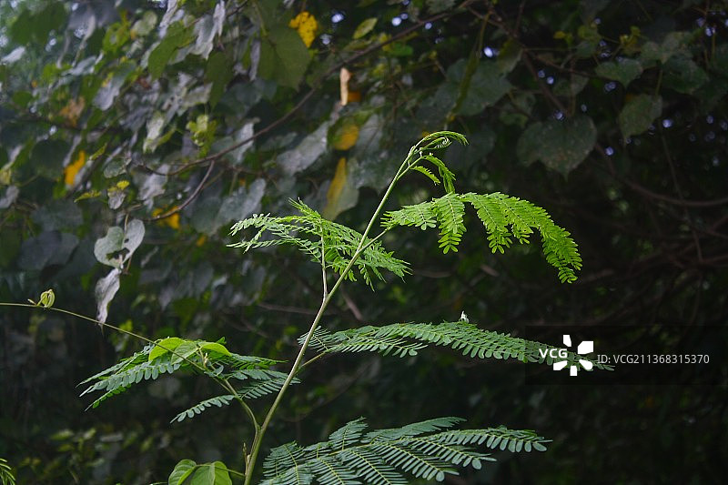 树上的绿叶特写图片素材
