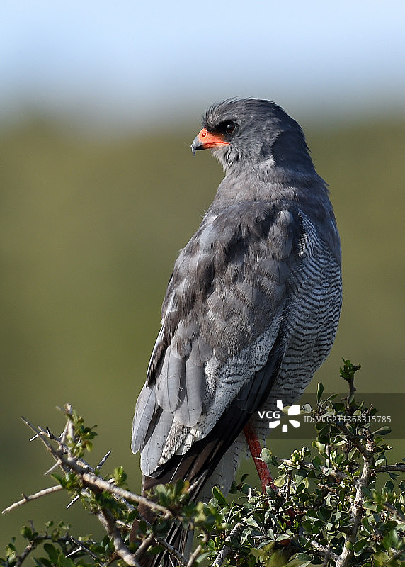 杜鹃鸟栖息在树枝上的特写，南非东开普省西部地区图片素材