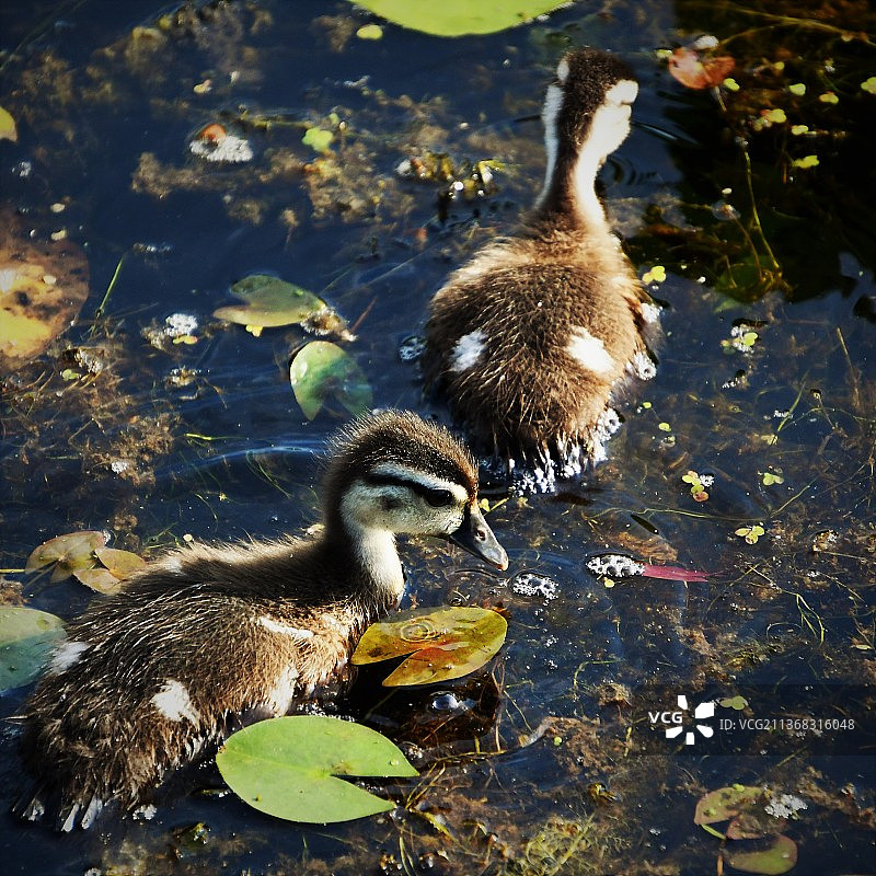 美国比弗沼泽湖中游泳的鸭子高角度视图图片素材