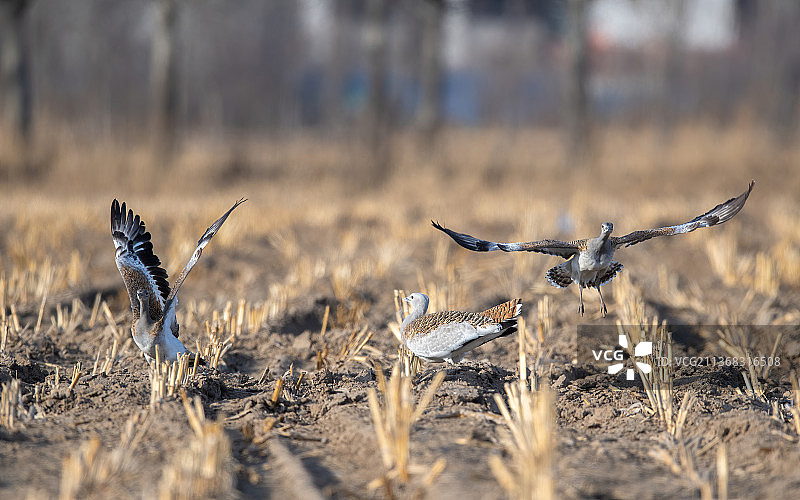 起飞——北京通州过冬的一级保护动物大鸨图片素材