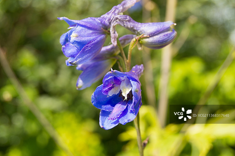 和平与生态日概念：美丽的模糊背景图片素材
