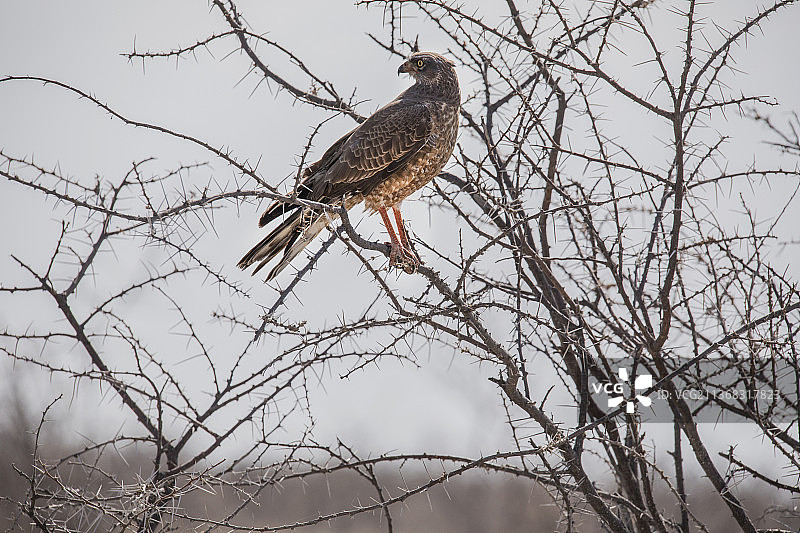 纳米比亚奥沙纳地区，栖息在裸树上的未成年苍白歌鹰的低角度视图图片素材
