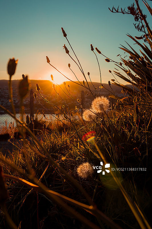 日落时分，智利洛斯拉各斯卡斯特罗的田野植物特写图片素材