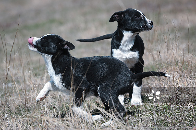 两只狗在田野上玩耍，罗马尼亚图片素材