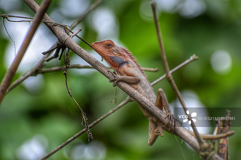 变色龙特写图片素材