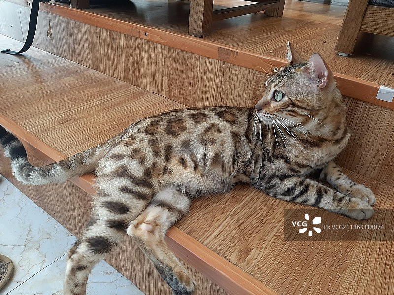 俯视：越南，地板上熟睡的猫图片素材