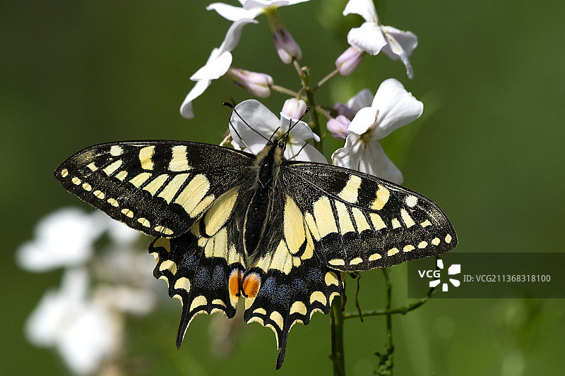 英国燕尾蝶：斯特拉姆肖芬蝴蝶在花上授粉的特写，英国诺福克图片素材