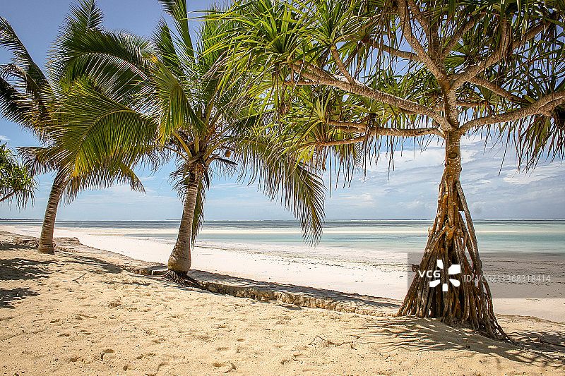 桑给巴尔北部地区Pwani Mchangani海滩棕榈树的风景图片素材