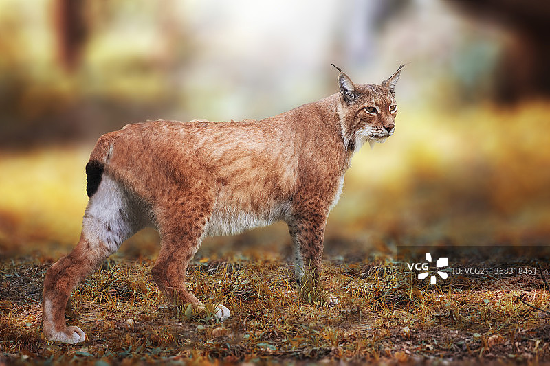 站在田野上的狐狸侧面图，奥地利海牙图片素材