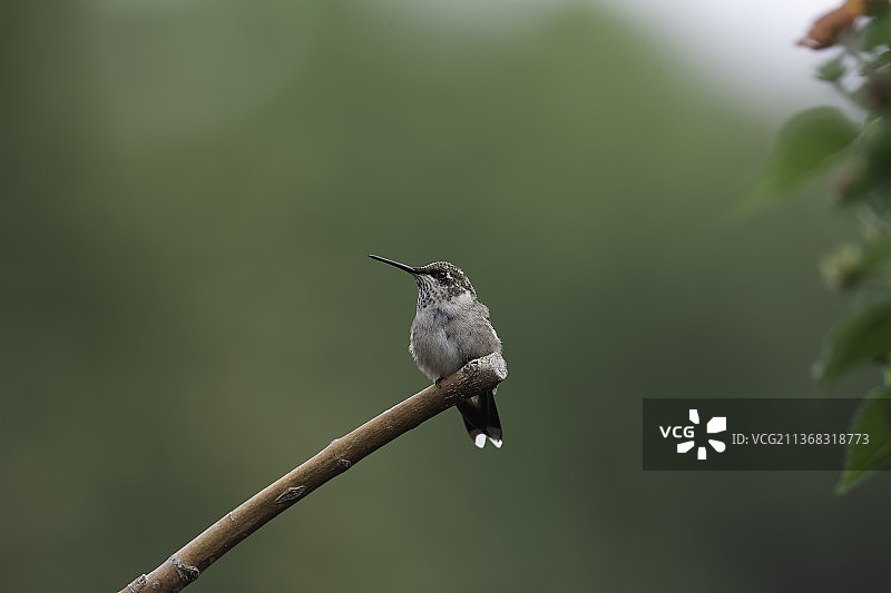 在美国密苏里州高岭的金鱼花丛中翠鸟图片素材