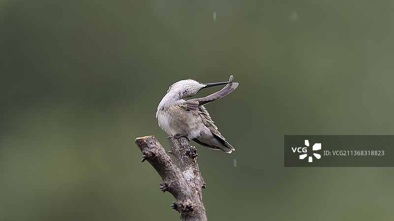 雨中梳理羽毛，翠鸟，美国密苏里州高岭图片素材