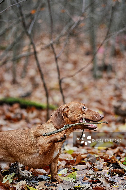树林里的腊肠犬，维兹拉犬坐在田野上，德国柏林图片素材