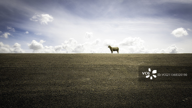 我是大灰狼，马在田野上的轮廓，劳厄索格，格罗宁根，荷兰图片素材