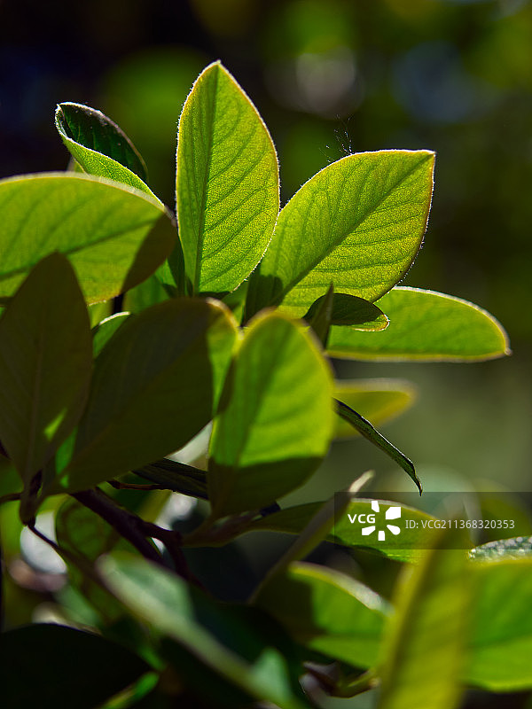 公园里的春天，绿叶特写，法国图片素材