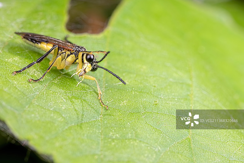 布拉什福德湖自然保护区树叶上的昆虫特写，英国图片素材