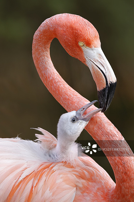 西班牙加泰罗尼亚巴塞罗那的火烈鸟特写图片素材
