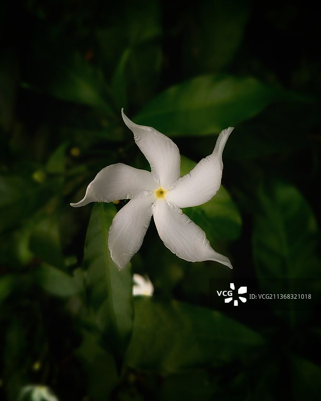 白色开花植物的特写图片素材