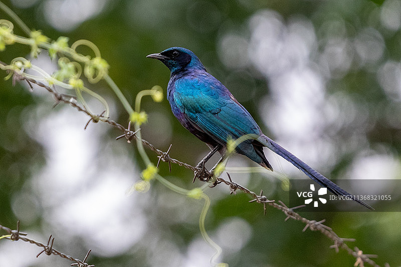 皇家椋鸟特写：栖息在树枝上的歌鸟图片素材