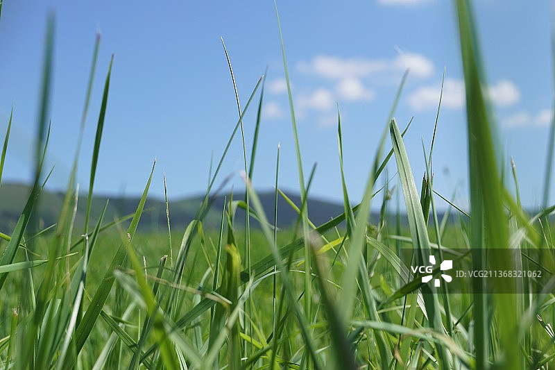 无标题，草地生长特写图片素材