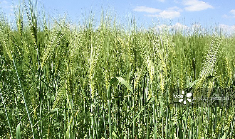 田野里小麦生长的初始阶段图片素材