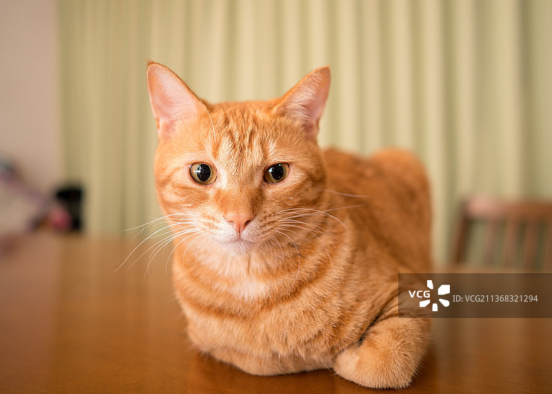 坐在家里地板上的一只姜黄色猫咪肖像图片素材