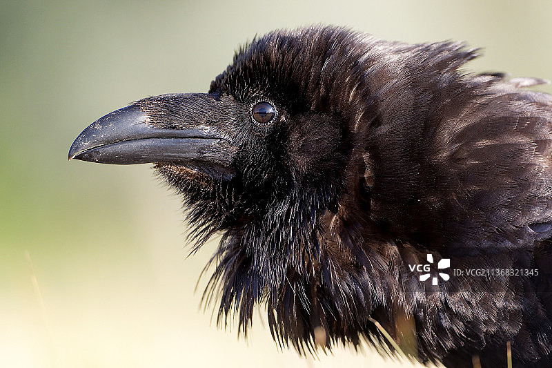 渡鸦特写图片素材