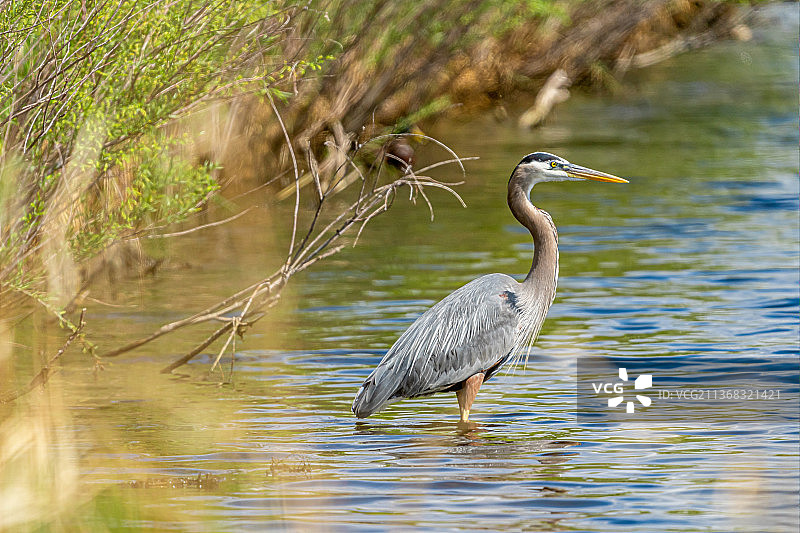 苍鹭侧面图，位于美国科罗拉多州温莎的湖中图片素材