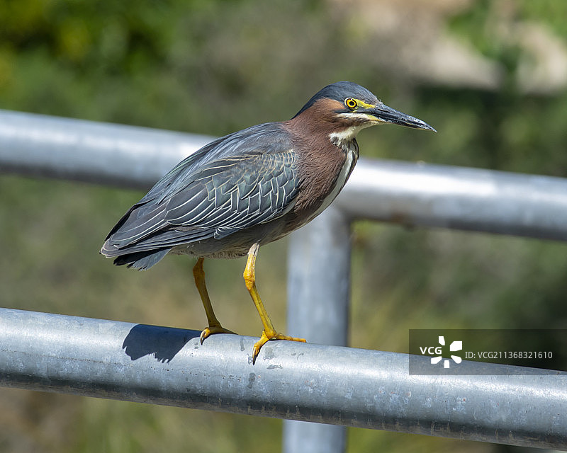 苍鹭栖息在加利福尼亚州圣克鲁斯栏杆上的特写图片素材
