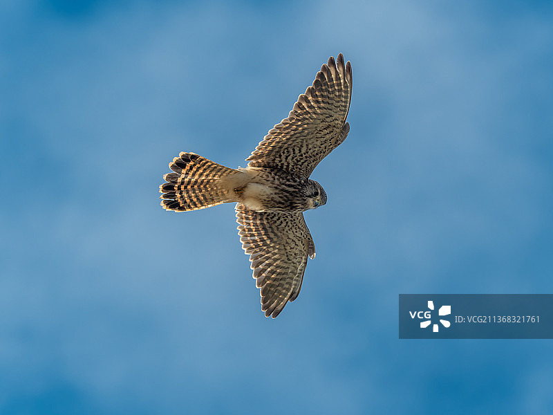 飞翔的老鹰的低角度景观图片素材