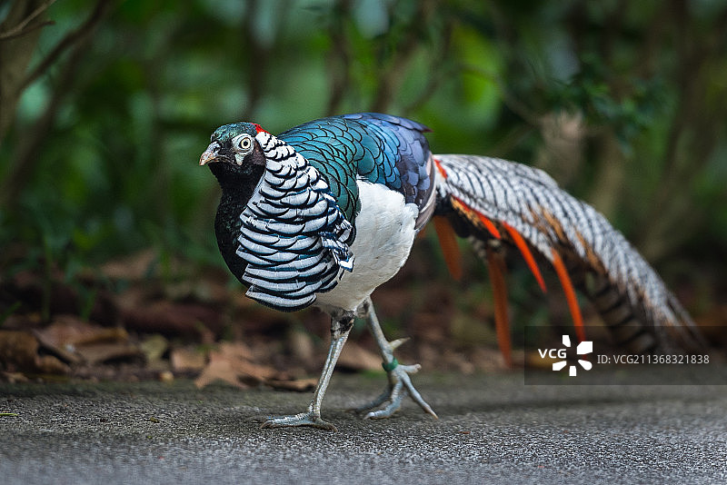 红腹锦鸡特写，栖息在路上的野鸡，新加坡图片素材
