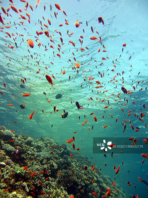 红海海底彩色珊瑚礁和鱼类图片素材