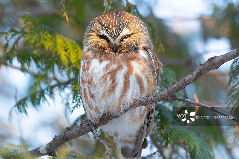 栖息的猫头鹰（美国北达科他州法戈市）图片素材