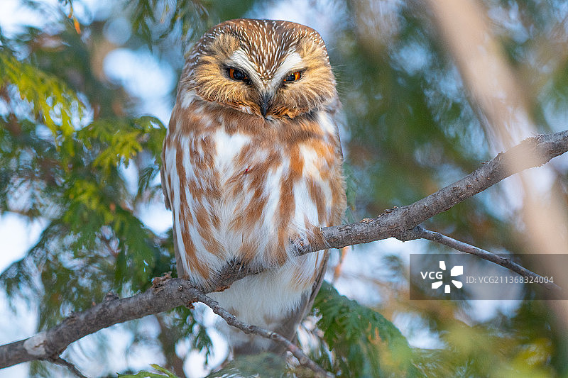 愤怒的绒球，低角度看猫头鹰栖息在树上，法戈，北达科他州，美国图片素材