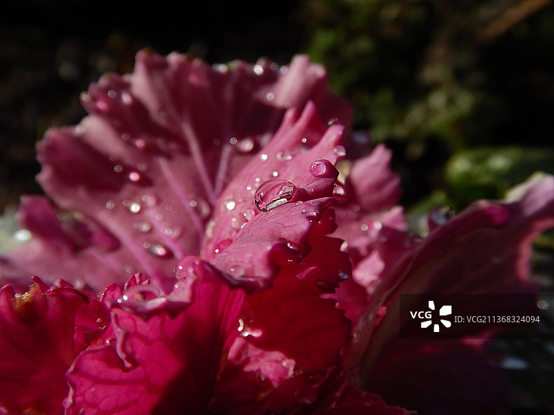 维也纳：湿粉色玫瑰特写，春之光图片素材