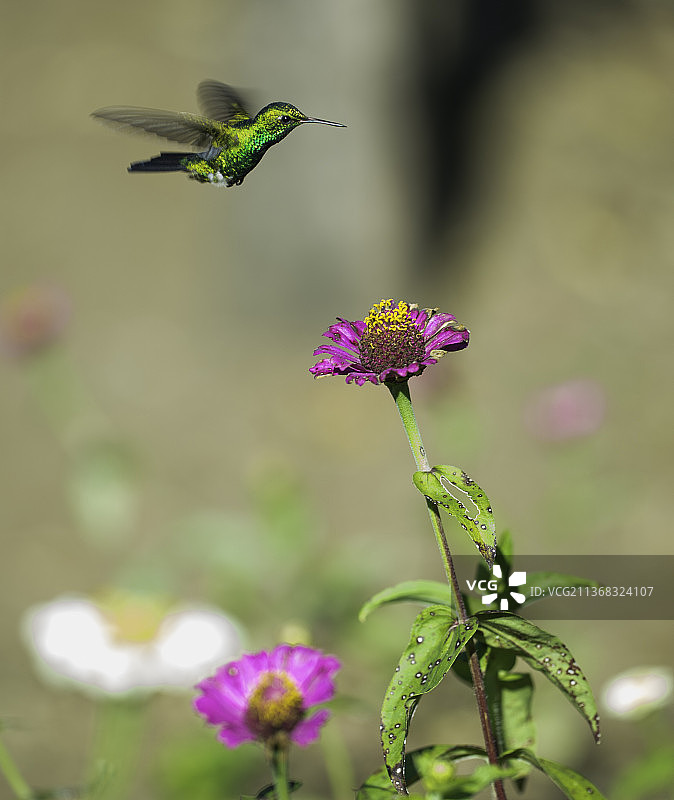 蜂鸟采蜜紫色花朵特写图片素材
