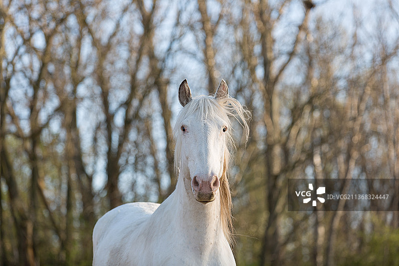 白色马的肖像，站在树前的马，德国图片素材