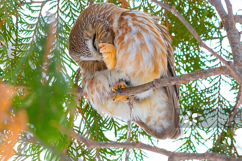 在树上栖息的猫头鹰的低角度视图，美国北达科他州法戈图片素材