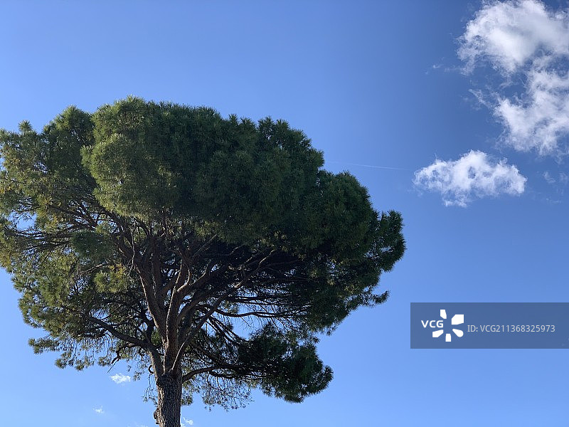 我在你身边，法国蒙彼利埃的树木在晴朗的蓝天下呈现低角度视角图片素材