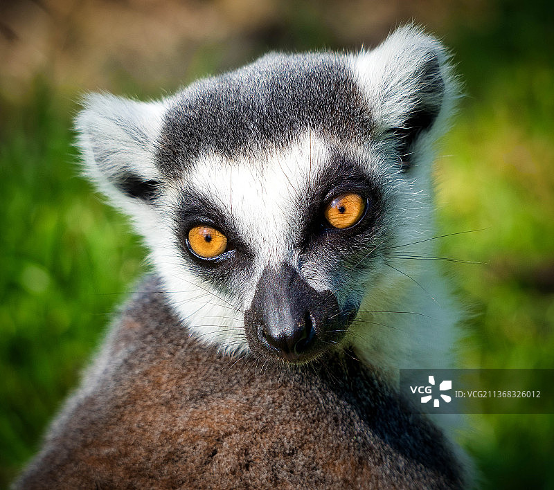 荷兰米尔洛环尾狐猴特写肖像图片素材