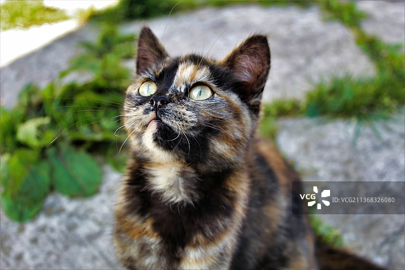 狼猫，猫坐在户外特写，英国卢顿图片素材