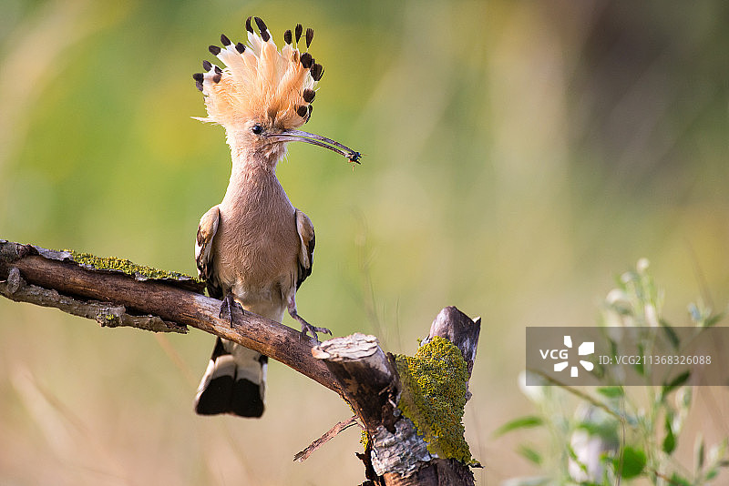 戴胜鸟栖息在树枝上的特写图片素材