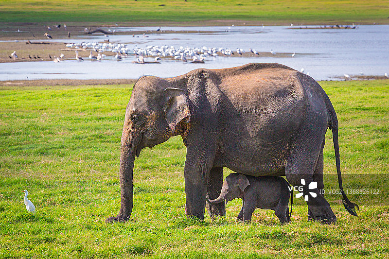 母象与小象，在非洲斯里兰卡丹布勒平原上吃草的亚洲象图片素材