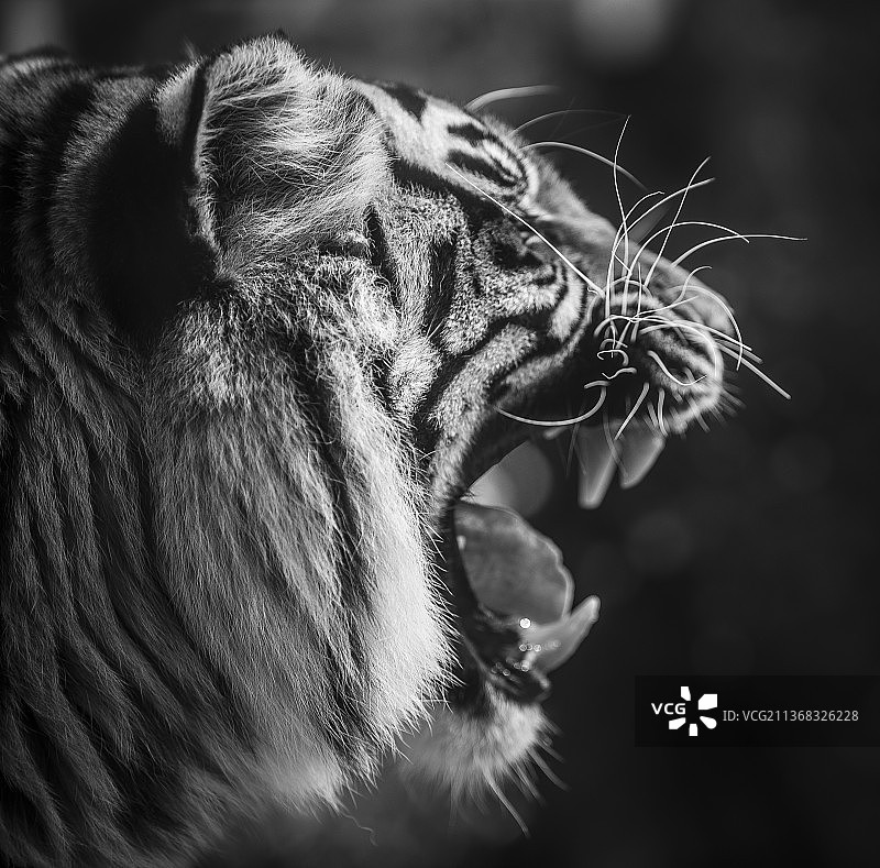 白色老虎打哈欠特写图片素材